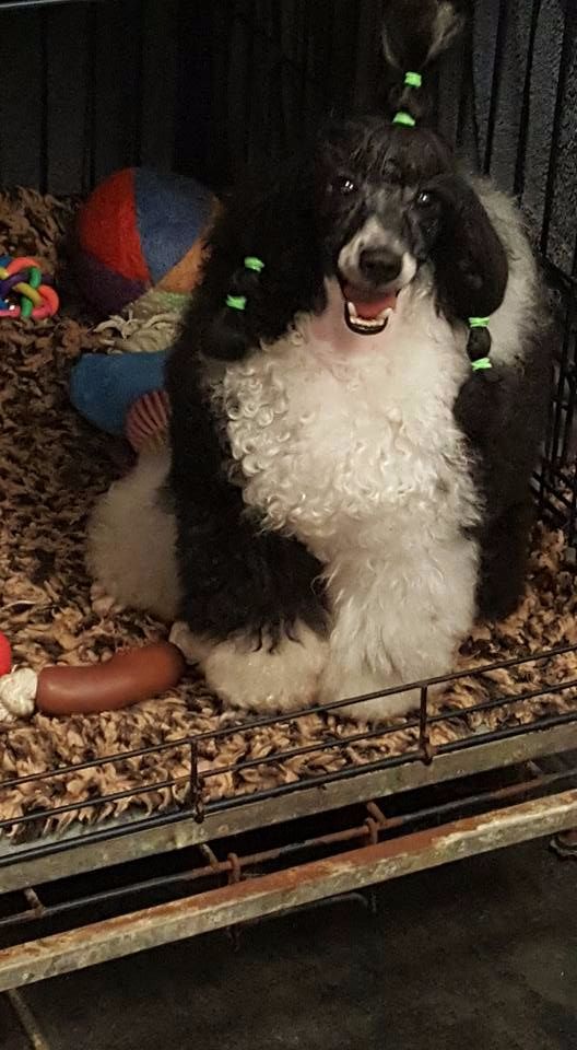 CH. team snow dropsy Bumble bi black cooper