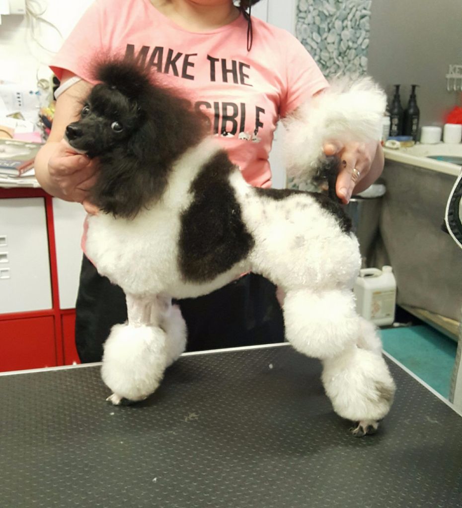 CH. Lalabella poodle Di Dghyovellina