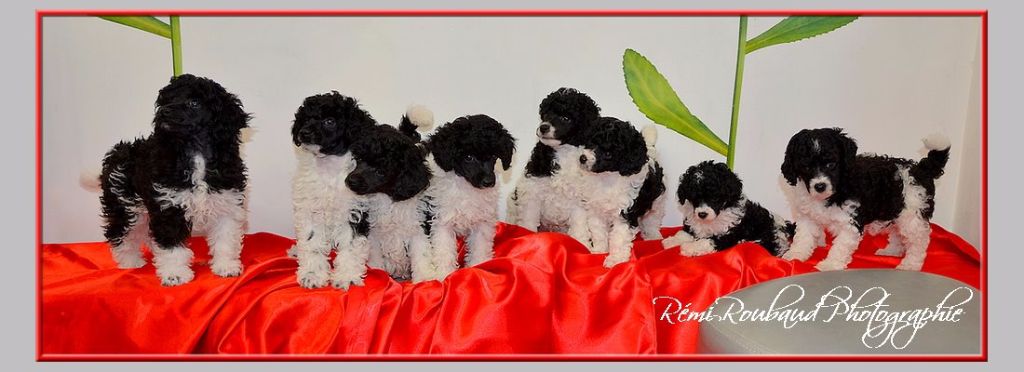 Chiots à vendre